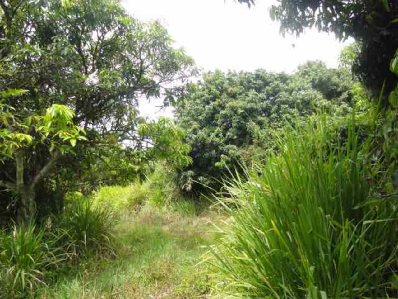 Terrain Dumbéa